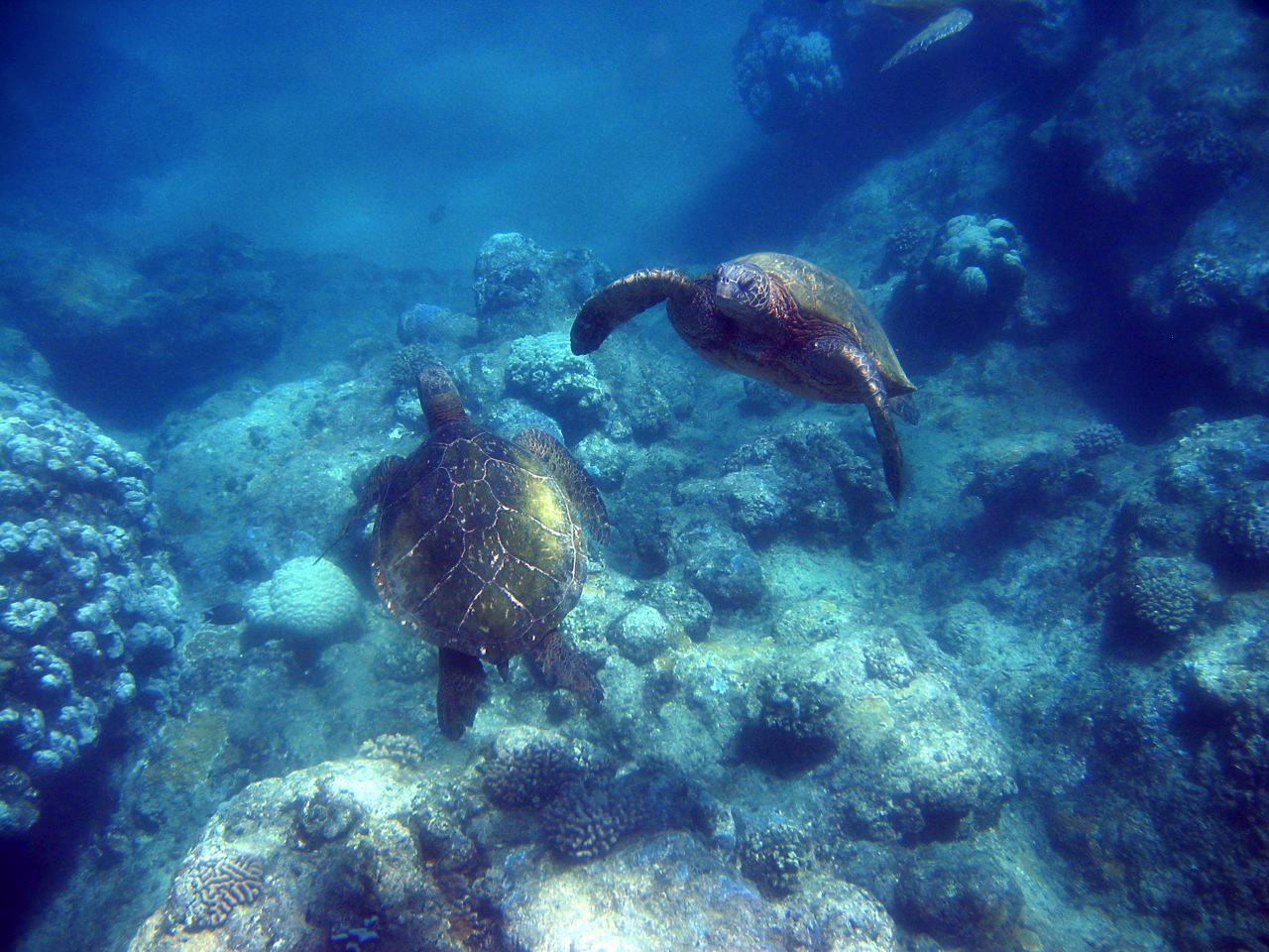 Sea tutles in canyon